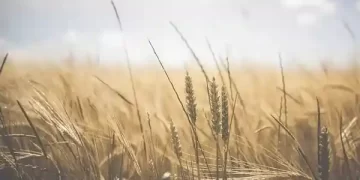 CCSHAU
