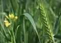 Wheat
