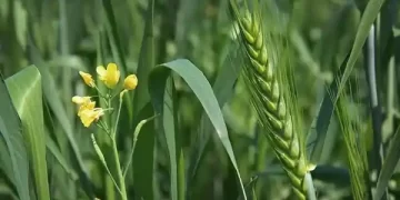 Wheat