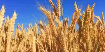 Wheat Procurement