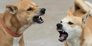 Stray Dogs