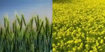 Wheat & Mustard