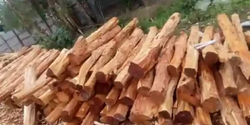 Khair wood