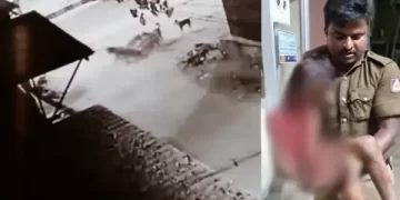 Stray Dogs Attack
