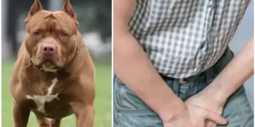 Pitbull Dog