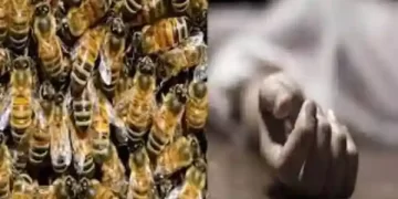Bees