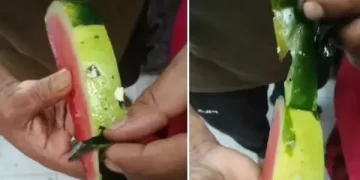 Watermelon Viral Video