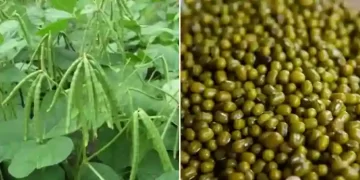 Moong Production