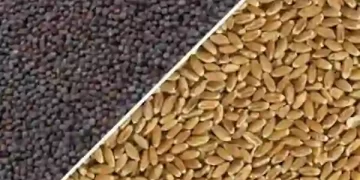 mustard & wheat