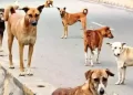Delhi