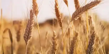 Panchkula Mandi