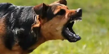 dog attacked