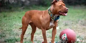 Pitbull attack