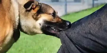 Stray dog attacked