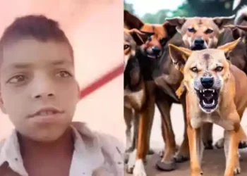 Terror of Stray Dogs