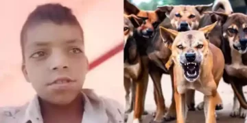 Terror of Stray Dogs