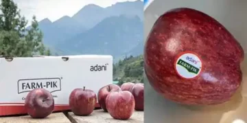 Himachal Apple