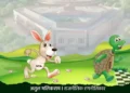 Tortoise