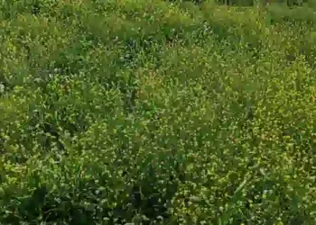 राष्ट्रीय सरसों दिवस