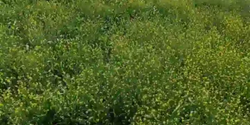 राष्ट्रीय सरसों दिवस