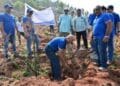 Tree Plantation