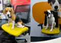 Pets Are Shaping Workplace Culture at Mars Pet Nutrition India