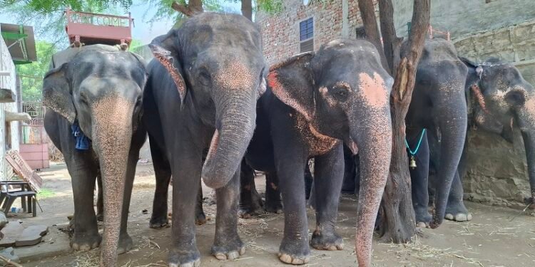 Humane Treatment for All Animals is the Call of the Hour, says World Animal Protection